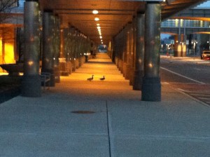 Airport Ducks