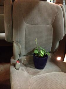 Potted Plant Passenger